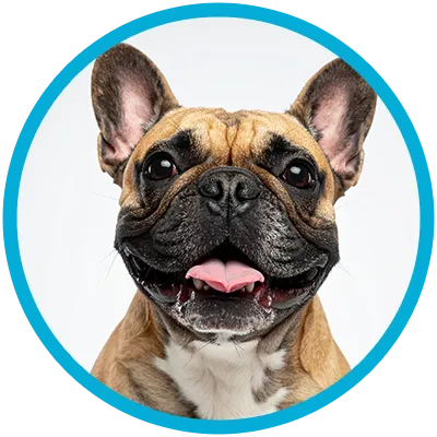 Say Hi French Bulldog