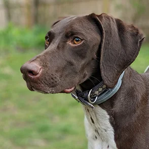 Scout Dog Testimonial