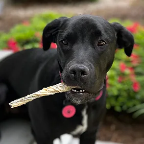Nola Dog Testimonial