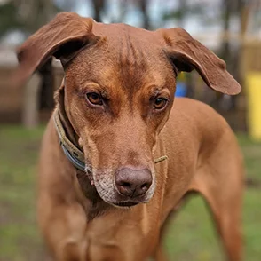 Creston Dog Testimonial